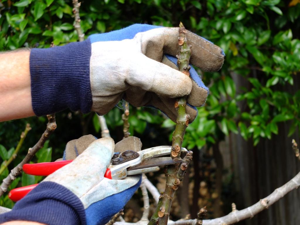 How to prune edible figs